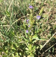 Veronica anagallis-aquatica (Blue Water Speedwell) at Dunlop, ACT - 23 Oct 2019 by JaneR