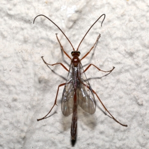 Enicospilus sp. (genus) at Ainslie, ACT - 18 Sep 2019 09:47 PM