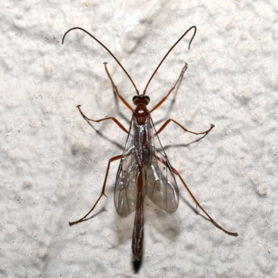 Enicospilus sp. (genus) (An ichneumon wasp) at Ainslie, ACT - 18 Sep 2019 by jbromilow50