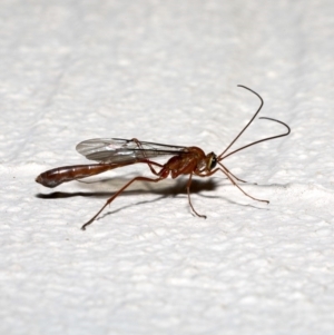 Enicospilus sp. (genus) at Ainslie, ACT - 18 Sep 2019 09:47 PM