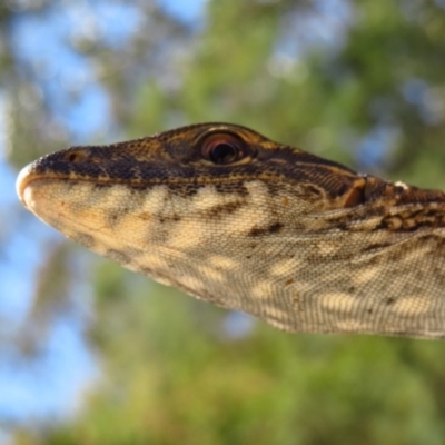 Varanus rosenbergi (Heath or Rosenberg's Monitor) at Cotter River, ACT - 22 Oct 2019 by Jek