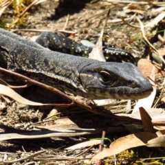 Varanus rosenbergi at Cotter River, ACT - suppressed