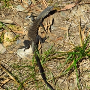 Varanus rosenbergi at Cotter River, ACT - suppressed