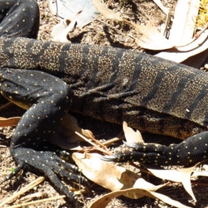 Varanus rosenbergi at Cotter River, ACT - suppressed