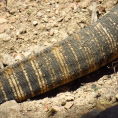 Varanus rosenbergi (Heath or Rosenberg's Monitor) at Cotter River, ACT - 22 Oct 2019 by Jek