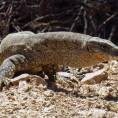 Varanus rosenbergi at Cotter River, ACT - suppressed