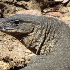 Varanus rosenbergi at Cotter River, ACT - suppressed