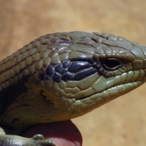 Tiliqua scincoides scincoides at Cotter River, ACT - 23 Oct 2019 12:45 PM