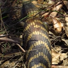 Tiliqua scincoides scincoides at Cotter River, ACT - 23 Oct 2019 12:45 PM