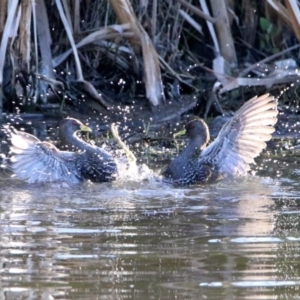 Porzana fluminea at Fyshwick, ACT - 23 Oct 2019 06:10 PM