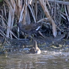 Porzana fluminea at Fyshwick, ACT - 23 Oct 2019 06:10 PM