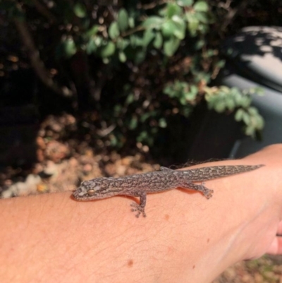 Christinus marmoratus (Southern Marbled Gecko) at Red Hill, ACT - 1 Oct 2019 by Illilanga