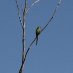 Polytelis swainsonii (Superb Parrot) at Hughes, ACT - 23 Oct 2019 by LisaH