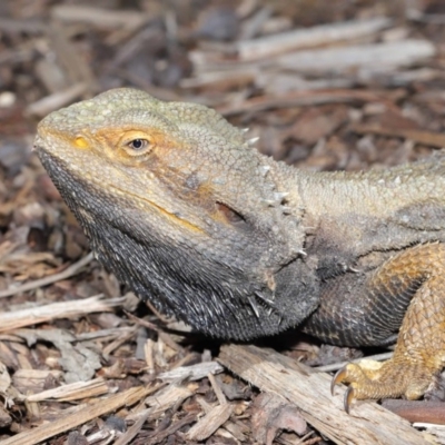 Pogona barbata (Eastern Bearded Dragon) at Acton, ACT - 22 Oct 2019 by TimL