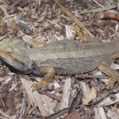 Pogona barbata at Acton, ACT - suppressed