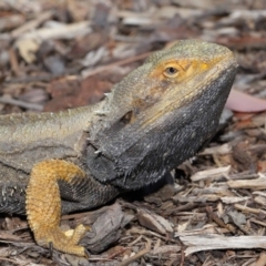 Pogona barbata at Acton, ACT - suppressed