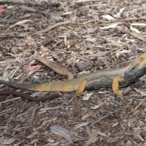 Pogona barbata at Acton, ACT - 22 Oct 2019