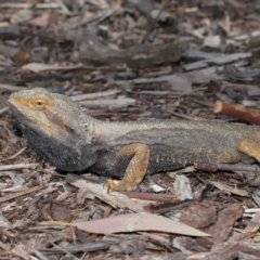 Pogona barbata at Acton, ACT - 22 Oct 2019