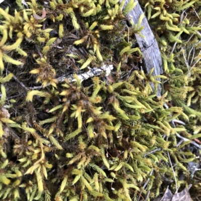 Breutelia (A moss) at Molonglo Gorge - 19 Oct 2019 by Manta