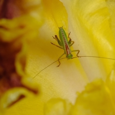 Tettigoniidae (family) (Unidentified katydid) at Florey, ACT - 21 Oct 2019 by Kurt