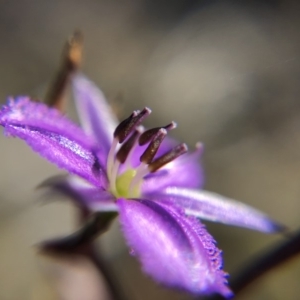 Thysanotus patersonii at Throsby, ACT - 24 Oct 2019