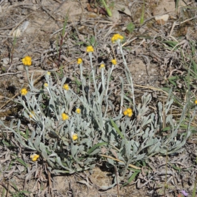 Chrysocephalum apiculatum (Common Everlasting) at Tuggeranong DC, ACT - 15 Oct 2019 by MichaelBedingfield