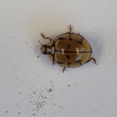 Harmonia testudinaria (Tortoise-shelled ladybird) at Wallaga Lake, NSW - 21 Oct 2019 by Volplana