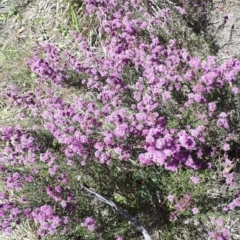 Kunzea parvifolia (Violet Kunzea) at Mittagong, NSW - 20 Oct 2019 by KarenG