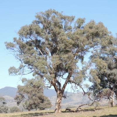Eucalyptus polyanthemos (Red Box) at Lanyon - northern section - 14 Oct 2019 by michaelb