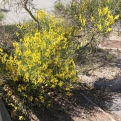 Cytisus scoparius subsp. scoparius (Scotch Broom, Broom, English Broom) at Curtin, ACT - 23 Oct 2019 by ruthkerruish