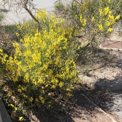 Cytisus scoparius subsp. scoparius (Scotch Broom, Broom, English Broom) at Curtin, ACT - 23 Oct 2019 by ruthkerruish