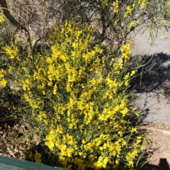 Cytisus scoparius subsp. scoparius at Curtin, ACT - 24 Oct 2019 10:00 AM