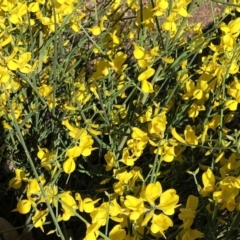 Cytisus scoparius subsp. scoparius at Curtin, ACT - 24 Oct 2019 10:00 AM