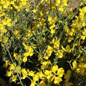 Cytisus scoparius subsp. scoparius at Curtin, ACT - 24 Oct 2019 10:00 AM