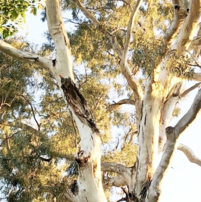 Callocephalon fimbriatum (Gang-gang Cockatoo) at Hughes, ACT - 22 Oct 2019 by ruthkerruish