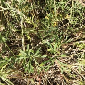 Geranium solanderi var. solanderi at Hughes, ACT - 24 Oct 2019