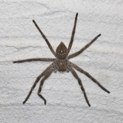 Neosparassus calligaster (Beautiful Badge Huntsman) at Ainslie, ACT - 20 Sep 2019 by jb2602