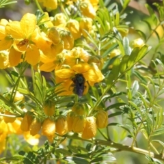 Xylocopa (Lestis) aerata at Acton, ACT - 24 Oct 2019