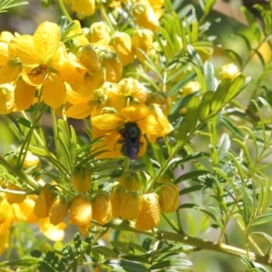 Xylocopa (Lestis) aerata at Acton, ACT - 24 Oct 2019 11:51 AM