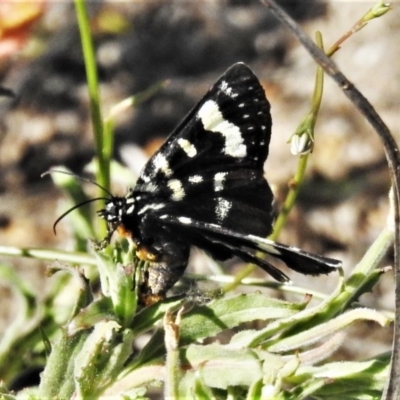 Phalaenoides tristifica (Willow-herb Day-moth) at Tennent, ACT - 22 Oct 2019 by JohnBundock