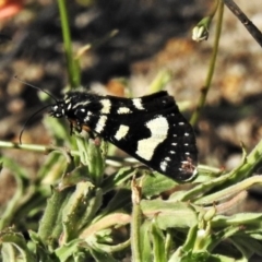 Phalaenoides tristifica at Tennent, ACT - 22 Oct 2019