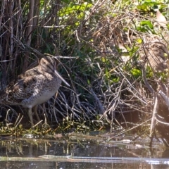 Gallinago hardwickii (Latham's Snipe) at Fyshwick, ACT - 24 Oct 2019 by Marthijn