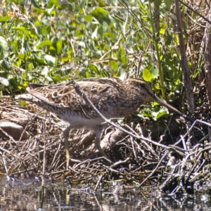 Gallinago hardwickii at Fyshwick, ACT - 24 Oct 2019 11:59 AM