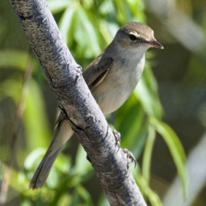 Acrocephalus australis at Fyshwick, ACT - 24 Oct 2019