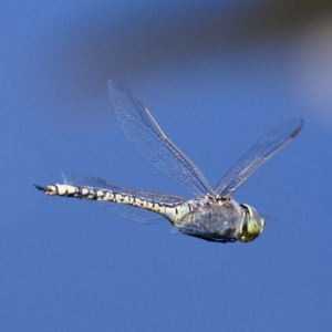 Anax papuensis at Fyshwick, ACT - 24 Oct 2019 10:53 AM