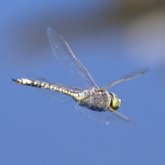 Anax papuensis at Fyshwick, ACT - 24 Oct 2019 10:53 AM