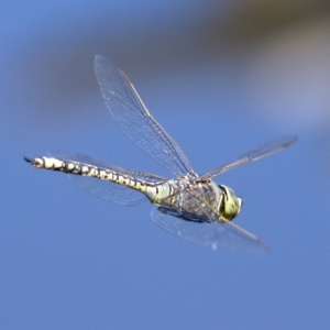 Anax papuensis at Fyshwick, ACT - 24 Oct 2019 10:53 AM