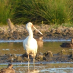 Platalea flavipes (Yellow-billed Spoonbill) at Bega, NSW - 23 Oct 2019 by JackieLambert