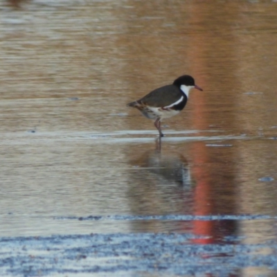 Erythrogonys cinctus (Red-kneed Dotterel) at Bega, NSW - 23 Oct 2019 by Jackie Lambert