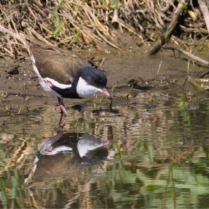 Erythrogonys cinctus at Fyshwick, ACT - 24 Oct 2019